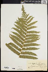 Dryopteris submarginalis image