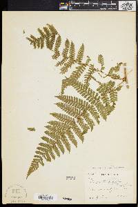 Dryopteris subincisa image