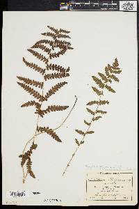 Dryopteris thelypteris image