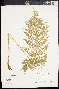 Dryopteris × triploidea image