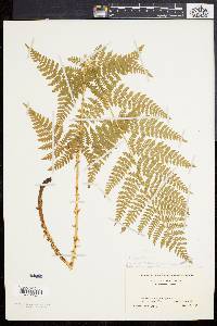 Dryopteris × triploidea image