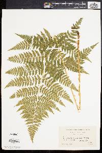 Dryopteris × triploidea image