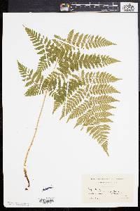 Dryopteris × triploidea image