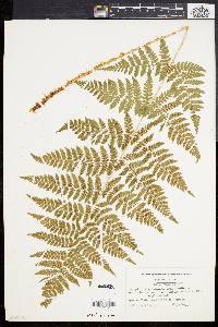 Dryopteris × triploidea image