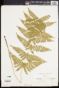 Dryopteris × triploidea image