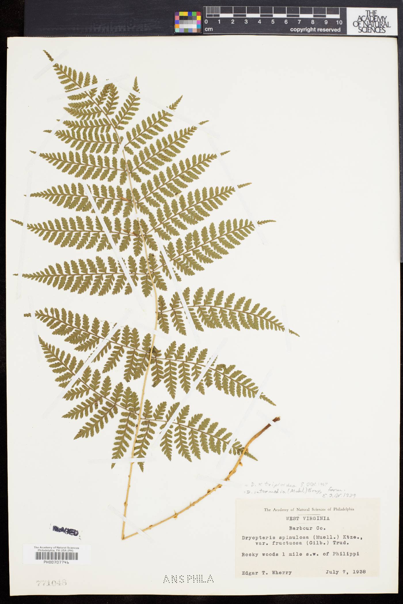 Dryopteris × triploidea image