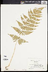 Dryopteris × triploidea image