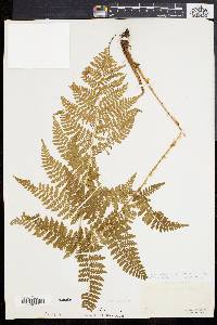 Dryopteris × triploidea image