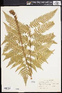 Dryopteris goldieana image