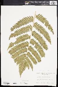 Dryopteris goldieana image