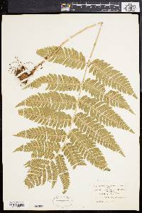 Dryopteris goldieana image