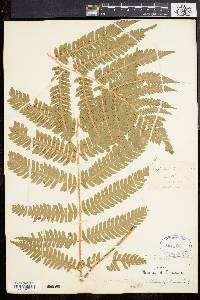 Dryopteris goldieana image