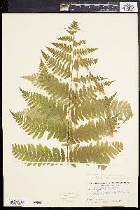 Dryopteris goldieana image