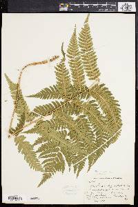 Dryopteris goldieana image