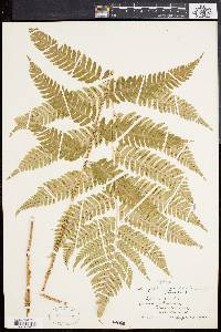 Dryopteris goldieana image