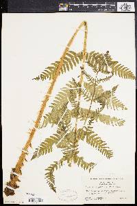 Dryopteris goldieana image