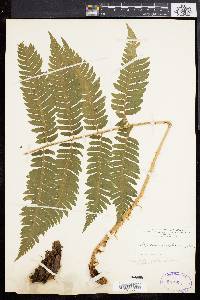 Dryopteris goldieana image