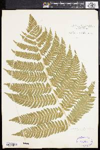 Dryopteris goldieana image