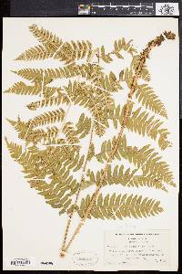 Dryopteris goldieana image