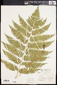 Dryopteris goldieana image