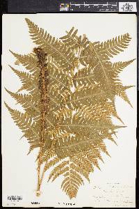 Dryopteris goldieana image