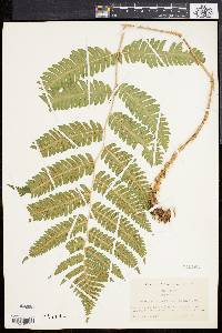 Dryopteris goldieana image