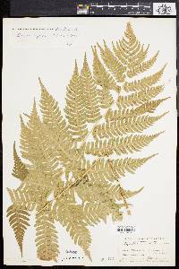 Dryopteris goldieana image