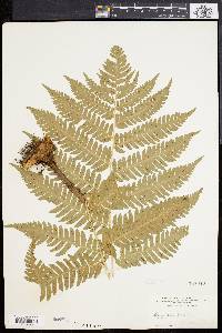 Dryopteris goldieana image