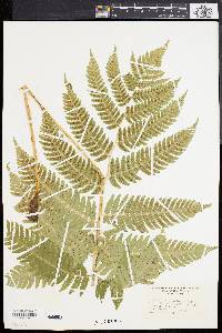 Dryopteris goldieana image