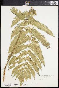 Dryopteris goldieana image