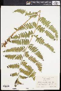 Dryopteris goldieana image