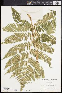 Dryopteris goldieana image