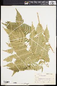 Dryopteris goldieana image