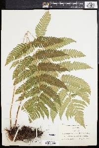 Dryopteris goldieana image