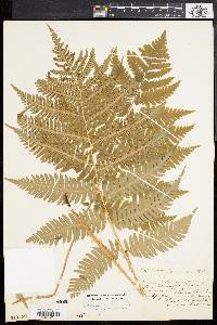 Dryopteris goldieana image