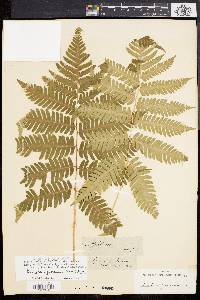 Dryopteris goldieana image