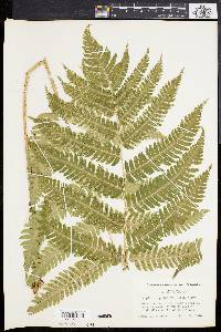 Dryopteris goldieana image