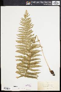 Dryopteris nevadensis image