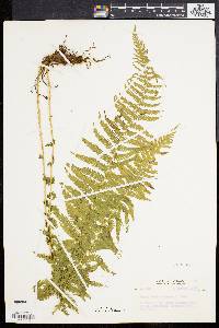 Dryopteris nevadensis image