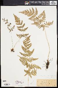 Dryopteris patula image