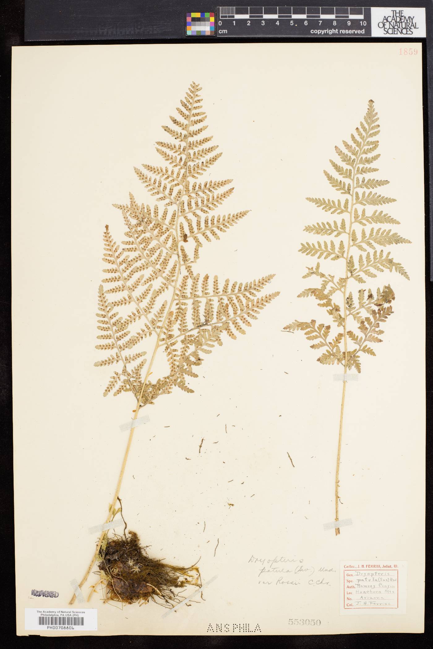 Dryopteris patula image