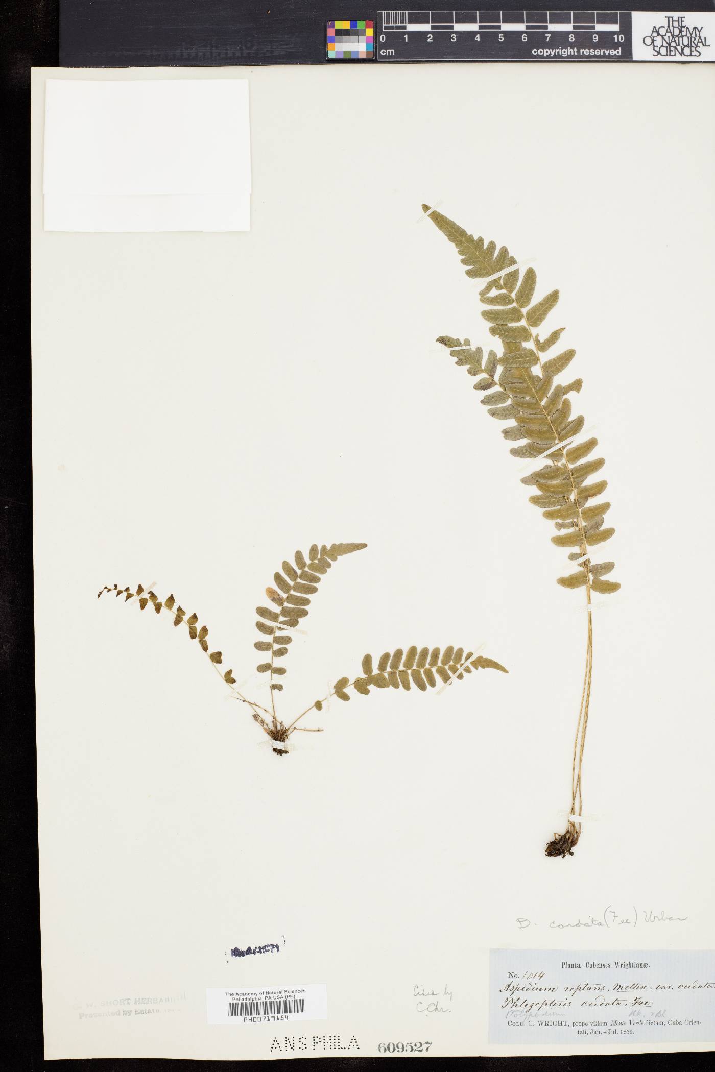 Dryopteris cordata image