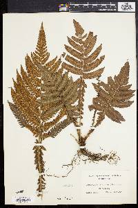 Dryopteris deltoidea image