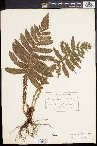 Dryopteris deltoidea image