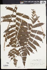 Dryopteris deltoidea image