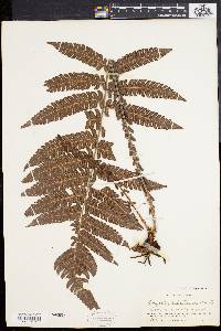 Dryopteris deltoidea image