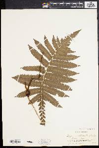 Dryopteris deltoidea image