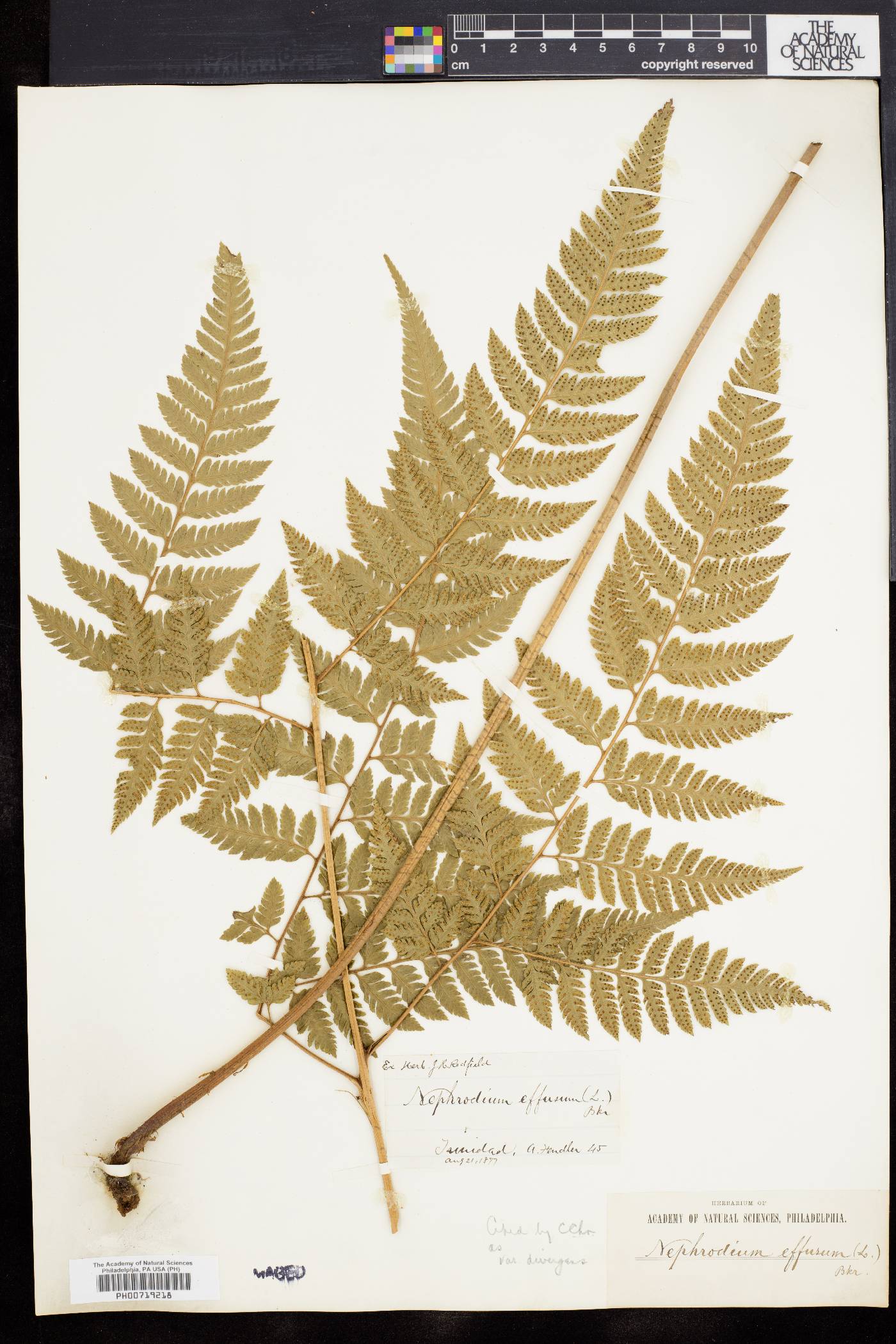 Dryopteris effusa image