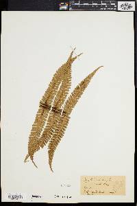 Dryopteris paleacea image