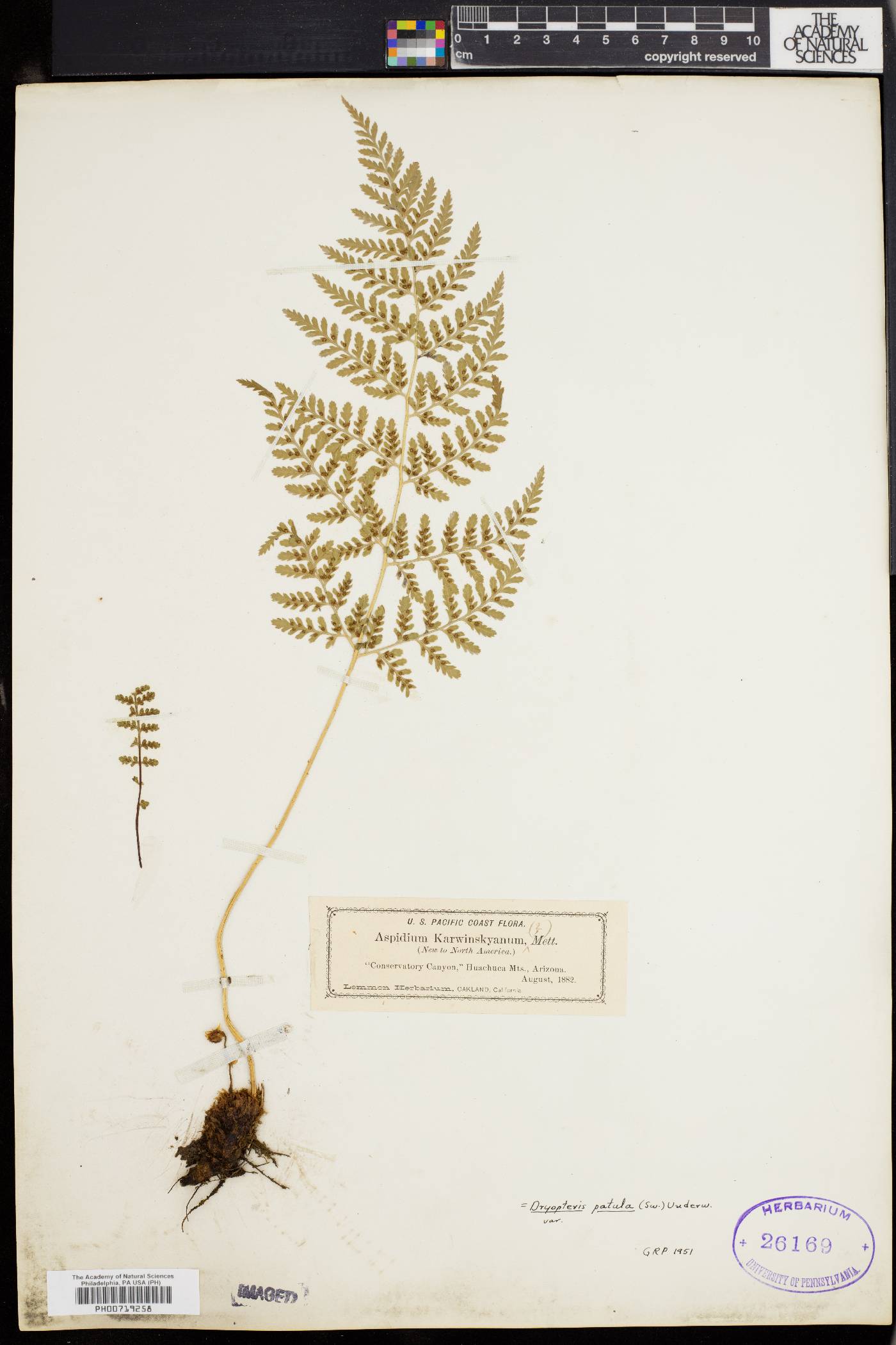 Dryopteris patula image